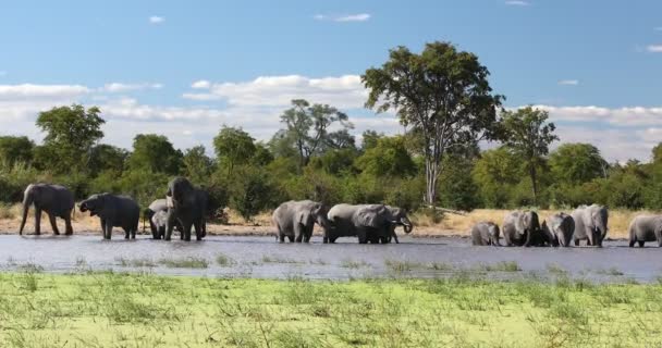 Afrikai elefánt a víznyelő, Afrika szafari vadvilág — Stock videók