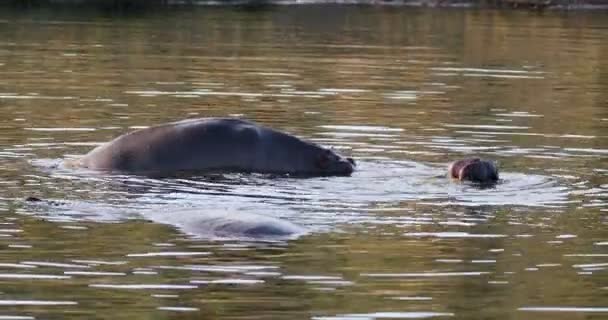 Fighting young male hippopotamus Hippopotamus — Stock Video