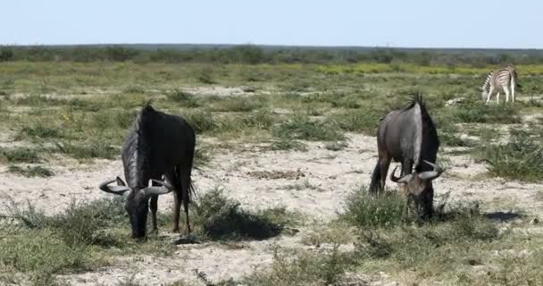 ブルー・ワイルドベスト・グヌ、ナミビア｜アフリカ野生動物サファリ — ストック動画