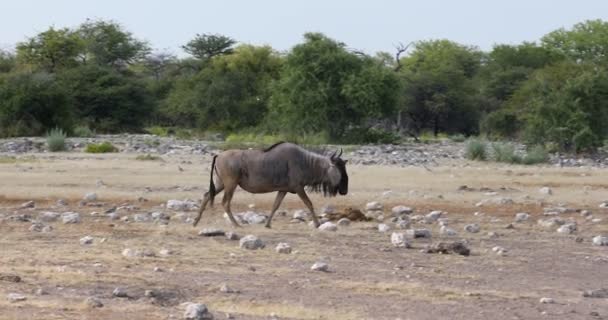 Blue Wildebeest Gnu，纳米比亚非洲野生动物狩猎 — 图库视频影像