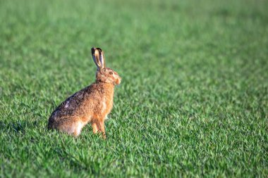 Yaban Tavşanı, Avrupa Tavşanı (Lepus europaeus) yeşil bahar tarlasında, Çek Cumhuriyeti, Avrupa yaban hayatı