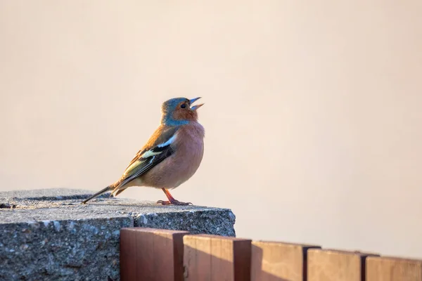 Μικρό Όμορφο Πουλί Κοινή Chaffinch Fringilla Coelebs Στον Κήπο Αηδόνι — Φωτογραφία Αρχείου