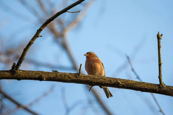 Pequeno Pássaro Bonito Queixo Comum Coelebs Fringilla Empoleirado Ramo Cantarola — Fotografia de Stock