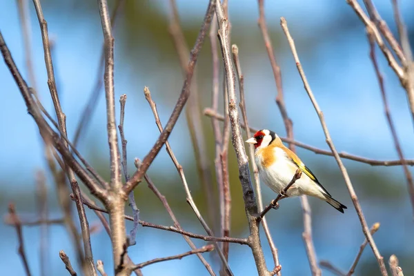 Kleiner Vogelfarbener Stieglitz Oder Stieglitz Carduelis Carduelis Auf Zweigen Hockt — Stockfoto