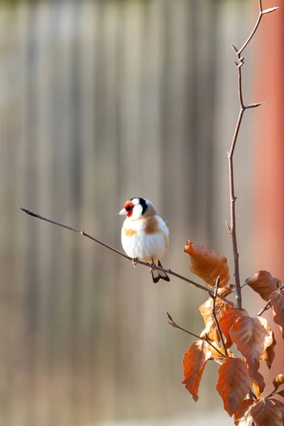 Мелкая Птица Европейского Цвета Золотистый Вьюрок Carduelis Carduelis Сидящий Веточке — стоковое фото