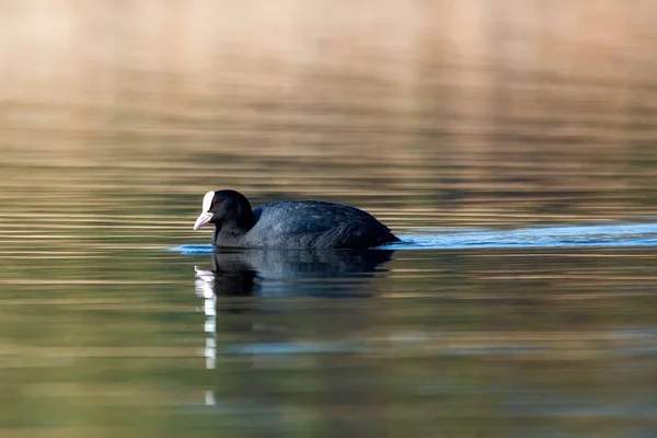 Vatten Fågel Eurasiska Sot Fulica Atra Snabb Simning Damm Tjeckien — Stockfoto