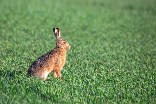 Vild Kanin Europeisk Hare Lepus Europaeus Grönt Vårfält Tjeckien Europeiskt — Stockfoto