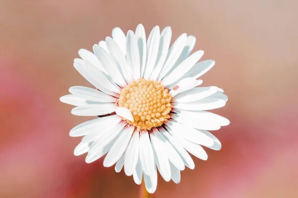 Detalhe Belo Campo Flores Margarida Com Foco Superficial — Fotografia de Stock