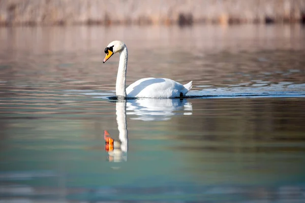 Wildvogel Höckerschwan Cygnus Olor Schwimmt Frühling Auf Teich Mit Reflexion — Stockfoto