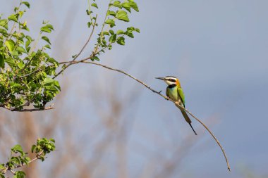 Kuş boğazlı arı yiyici (Merops albicollis), arı yiyiciler (Arı yiyen) familyasından bir kuş türü. Ulusal park, Etiyopya yaban hayatı
