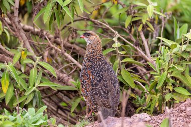 Kuş Chestnut-naped Francolin (Pternistis castaneicollis), Bale Dağları Ulusal Parkı, Etiyopya yaban hayatı
