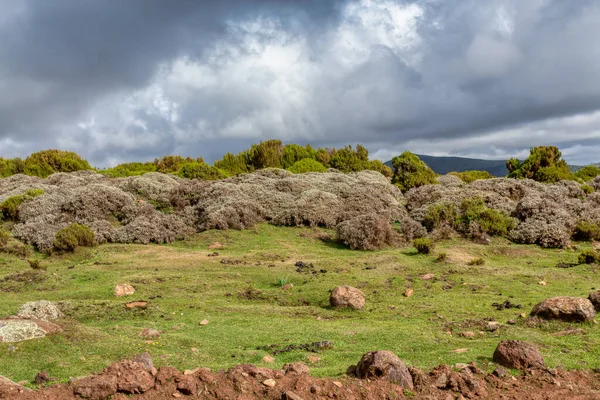 Güzel manzara, Etiyopya Bale Dağları Ulusal Parkı. Etiyopya vahşi doğa ortamı.