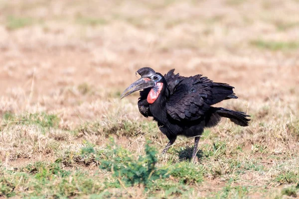 Fågel Abyssinian Marken Hornnäbb Eller Norra Marken Hornnäbb Bucorvus Abyssinicus — Stockfoto