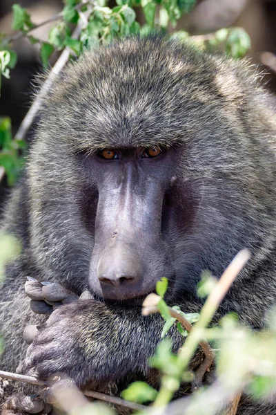 Macaco Selvagem Babuíno Azeitona Papio Anubis Perto Cachoeiras Awash Etiópia — Fotografia de Stock