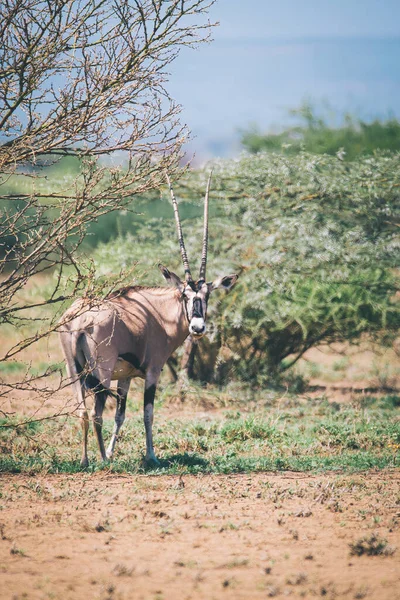 Leste Africano Oryx Oryx Beisa Beisa Antílope Parque Nacional Awash — Fotografia de Stock