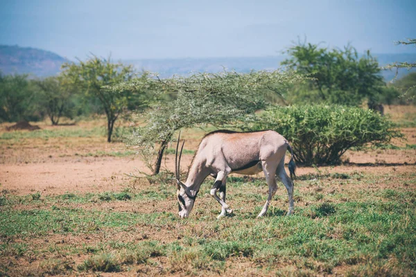 Óxido África Oriental Oryx Beisa Beisa Antílope Parque Nacional Awash —  Fotos de Stock