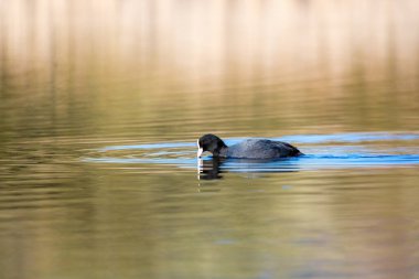 Su kuşu Avrasya yaban ördeği (Fulica atra) gölette beslenir ve yüzer. Çek Cumhuriyeti, Avrupa Vahşi Yaşam