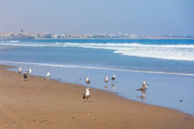 Yosun Martı, Larus Dominicanus, Atlantik Okyanusu, Namibya, Afrika 'nın vahşi yaşam kıyılarındaki Dominik martısı olarak bilinir.