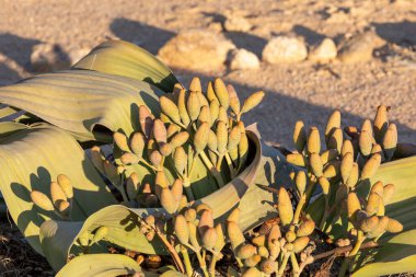 Welwitschia mirabilis çiçek açıyor, dişi koniler tohum saçmaya başlıyor, bin yıllık bitki, Swakopmund, Erongo, Namibya, İnanılmaz çöl bitkisi, Namib Çölü, Afrika