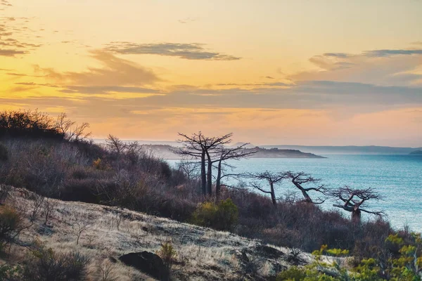 Baobab Coucher Soleil Antsiranana Baie Diego Suarez Madagascar Nature Sauvage — Photo