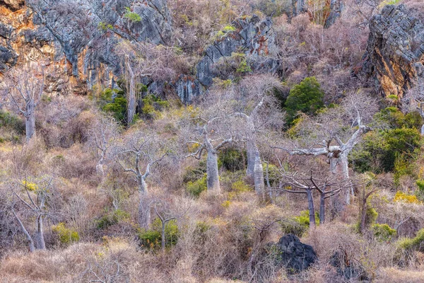 Baobab Tree Forest Antsiranana Baie Diego Suarez Madagascar Pure Nature — Photo