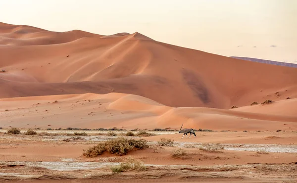 Όμορφο Τοπίο Κρυμμένο Dead Vlei Στην Έρημο Namib Oryx Αντιλόπη — Φωτογραφία Αρχείου