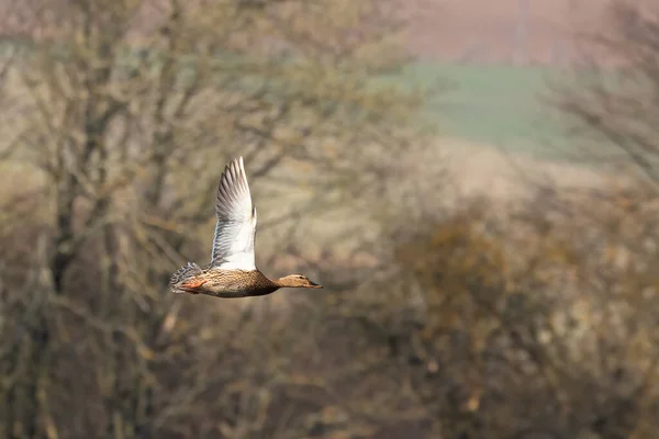 Fliegende Ente Über Den Teich Stockente Anas Platyrhynchos Auf Dem — Stockfoto