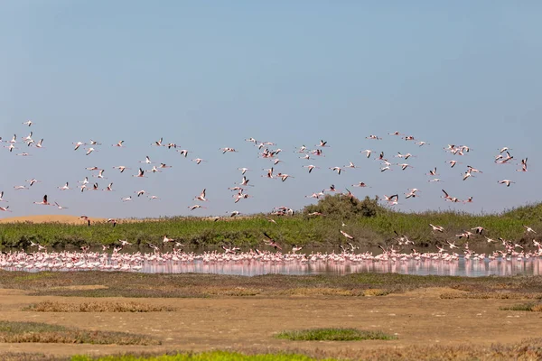 Bandada Voladora Hermoso Pájaro Rosy Flamingo Walvis Bay Reserva Namibia — Foto de Stock