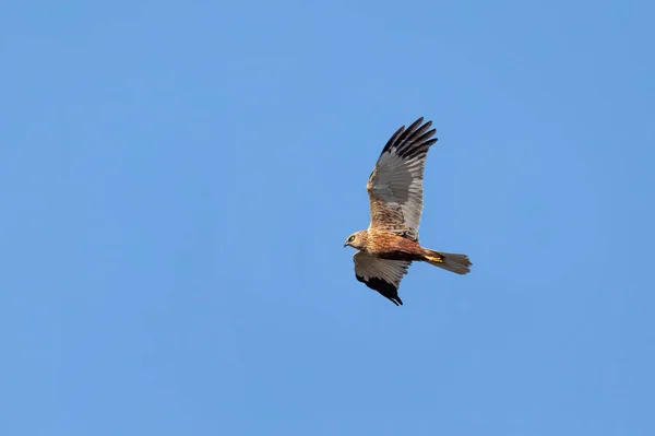 Greifvögel Rohrweihe Circus Aeruginosus Die Blauen Himmel Landet Tschechien Europa — Stockfoto