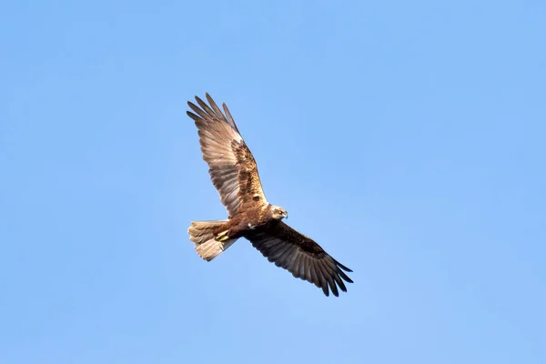 Aves Rapiña Marsh Harrier Circus Aeruginosus Aterrizando Cielo Azul República —  Fotos de Stock