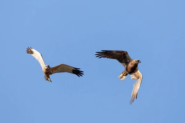 Aves Rapiña Pareja Marsh Harrier Circus Aeruginosus Macho Hembra Aterrizando — Foto de Stock