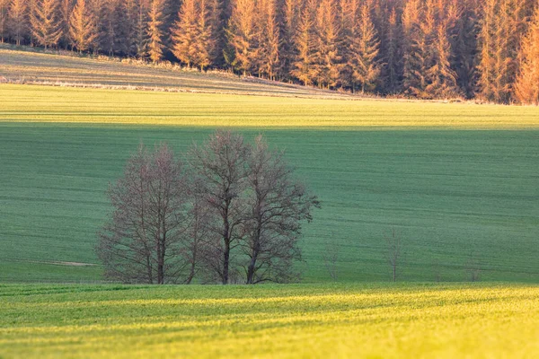 Piękny Zielony Wiosna Wiejski Krajobraz Zielonym Polem Krajobraz Wiejski Wiosenny — Zdjęcie stockowe