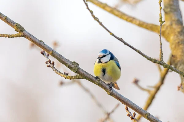 Common Bird Eurasian Blue Tit Cyanistes Caeruleus Nature Perched Tree — Stockfoto