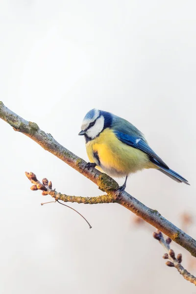 Common Bird Eurasian Blue Tit Cyanistes Caeruleus Nature Perched Tree — Stockfoto