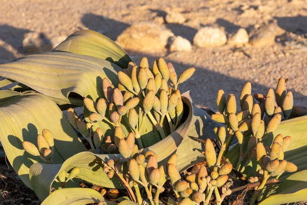 Welwitschia Mirabilis Цвіте Цвіте Жіночими Шишками Які Починають Проливати Насіння — стокове фото