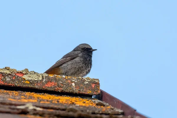 Madár Fekete Piros Indít Tetején Tetőn Phoenicurus Ochruros Egy Kis Jogdíjmentes Stock Fotók