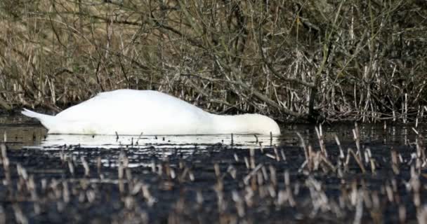 Wilde vogel stomme zwaan in het voorjaar op vijver — Stockvideo