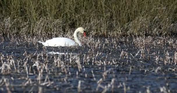 Wilde vogel stomme zwaan in het voorjaar op vijver — Stockvideo