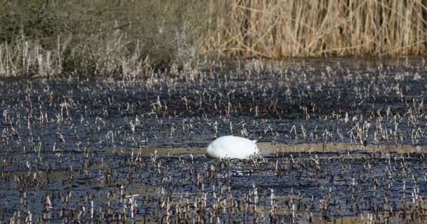 Cisne mudo pássaro selvagem na primavera na lagoa — Vídeo de Stock