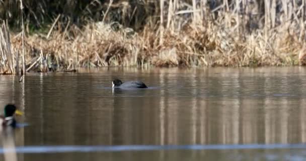 Pájaro euroasiático coot Fulica atra — Vídeos de Stock