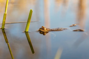 Yaygın kurbağa ya da Avrupa kurbağası, doğal ortamda Bufo bufo, bahar havuzunda yüzüyor, turuncu gözlerini gösteriyor - Çek Cumhuriyeti, Avrupa vahşi hayatı