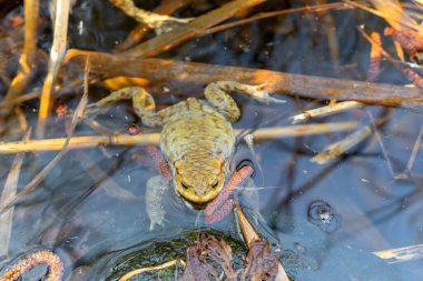 Yaygın kurbağa ya da Avrupa kurbağası, doğal ortamda Bufo bufo, bahar havuzunda yüzüyor, turuncu gözlerini gösteriyor - Çek Cumhuriyeti, Avrupa vahşi hayatı