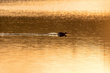 Su kuşu Avrasya yaban ördeği (Fulica atra) baharda gölde yüzer, akşam güneşi altın renginde ve arka planda güzel bir bokeh ile yansıtır. Çek Cumhuriyeti Avrupa vahşi yaşamı