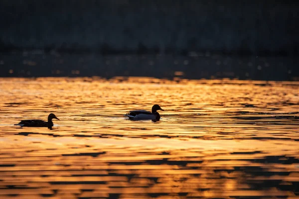 Silhouette Oiseau Sauvage Canard Colvert Anas Platyrhynchos Famille Couleur Dorée — Photo