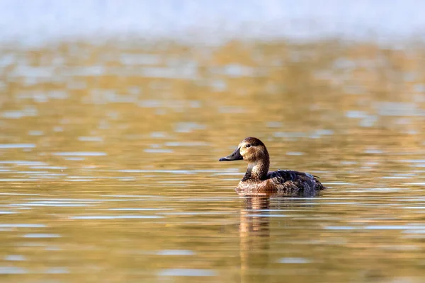 Θηλυκό Αγριόπαπιας Mallard Anas Platyrhynchos Κολυμπούν Πρωί Στη Λίμνη Άνοιξη — Φωτογραφία Αρχείου