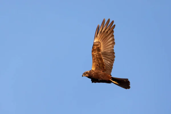 Marais Harrier Circus Aeruginosus Oiseaux Proie Débarquant Sur Ciel Bleu — Photo