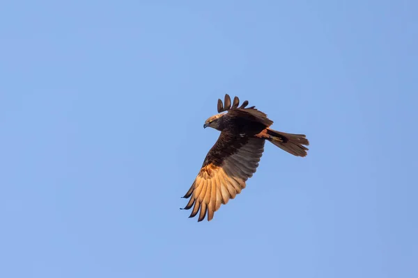 Marsh Harrier Circus Aeruginosus Birds Prey Landing Blue Sky Czech — Stock Photo, Image