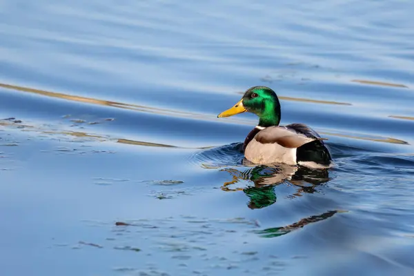 오리의 수컷인 Mallard 시린초 Anas Platyrhynchos 연못에서 아침에 받으며 헤엄치고 — 스톡 사진