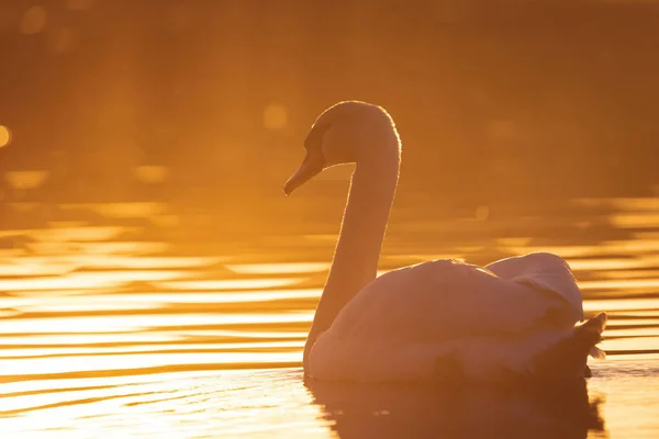 Wildvogel Höckerschwan Cygnus Olor Schwimmt Frühling Auf Teich Abendsonne Goldene — Stockfoto