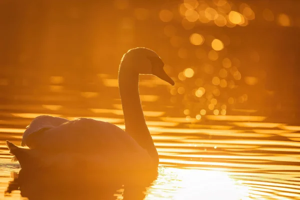 Wildvogel Höckerschwan Cygnus Olor Schwimmt Frühling Auf Teich Abendsonne Goldene — Stockfoto